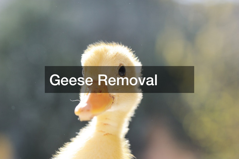 Geese Removal