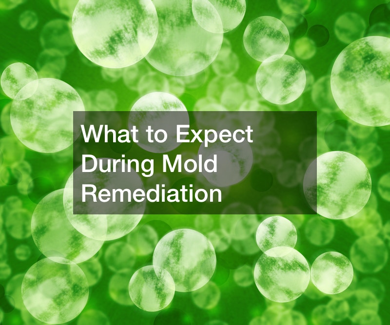 What to Expect During Mold Remediation